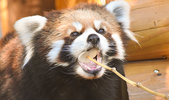 シンリンオオカミが来園します | 野生の王国 群馬サファリパーク