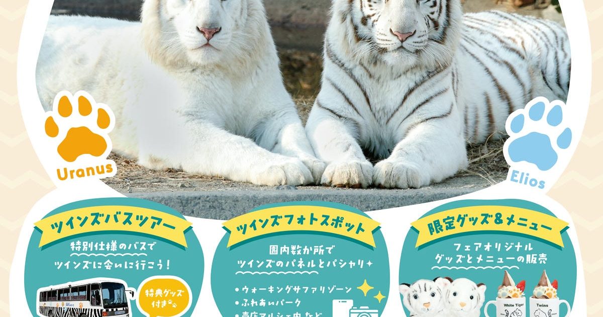 ツインズバスツアー追加運行のお知らせ ホワイトタイガー