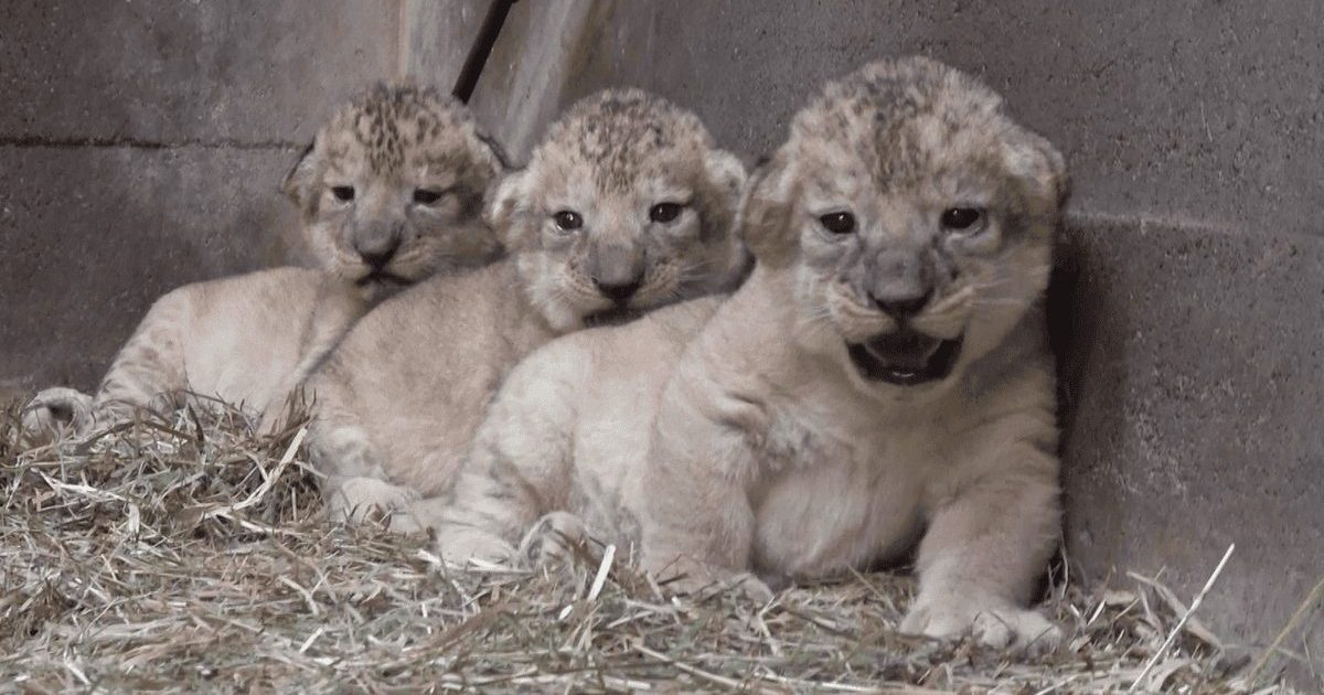 ライオンの赤ちゃん誕生！3年ぶりの感動の瞬間 | 野生の王国 群馬