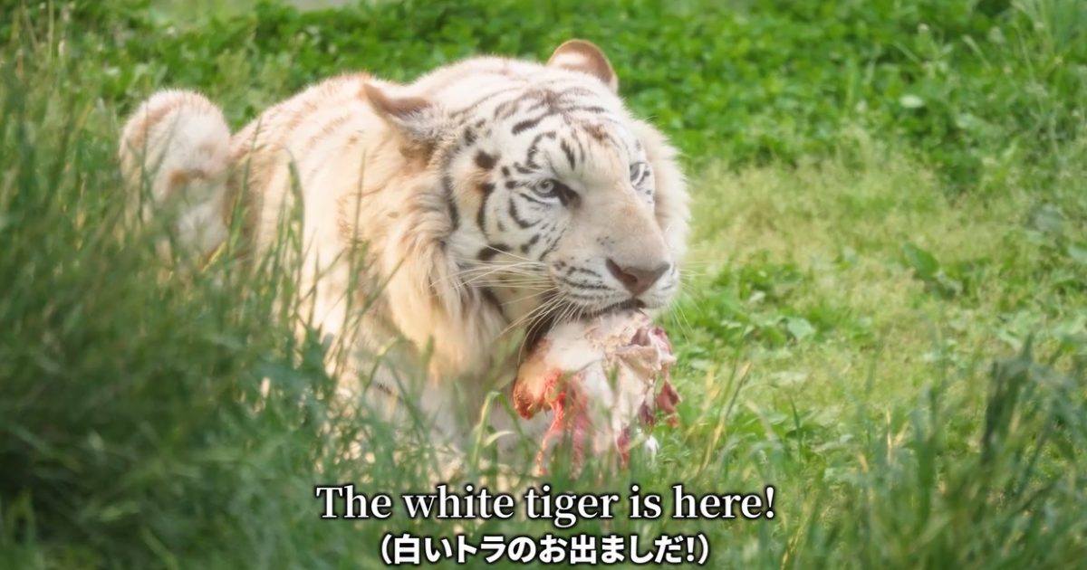 この夏、冒険が始まる！群馬サファリの新CMを公開 | 野生の王国 群馬