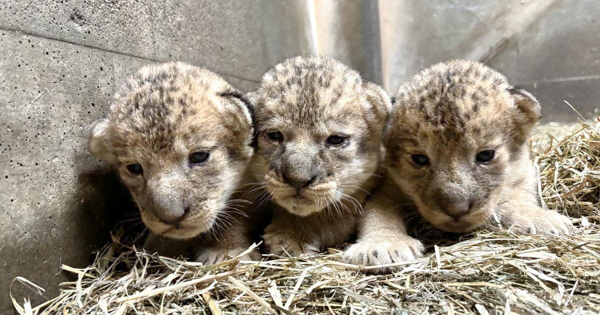 アフリカライオンの赤ちゃんデビューに伴う特別展示の実施について