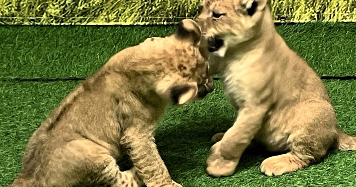 ライオンの赤ちゃん、いよいよサファリデビュー！ | 野生の王国