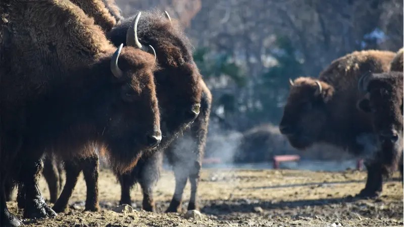夕暮れバイソン