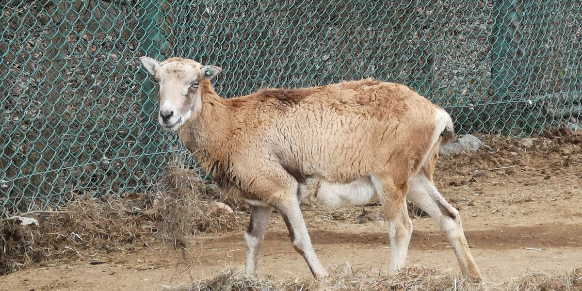 ムフロン 野生の王国 群馬サファリパーク